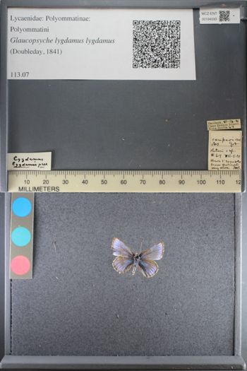 Media type: image;   Entomology 194593